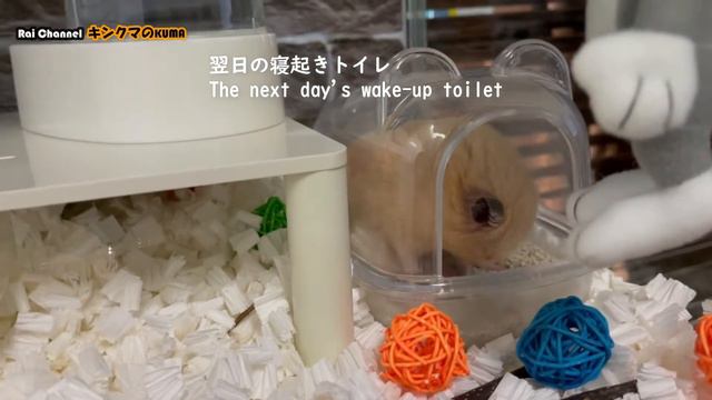 ハムスターの寝起き行動【日常観察】寝起きのハムスター