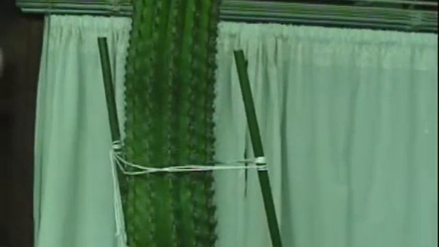 Cactus Stenocereus Thurberi Organ Pipe Cactus