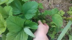 Клубника _Альба; плодоношeние.