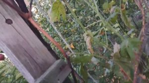 Обрезка взрослого винограда "Аркадия"на длинные лозы и формировка куста.