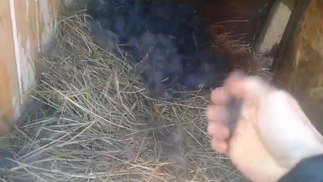 Окрол крольчихи! И проверка гнезда! смотреть онлайн