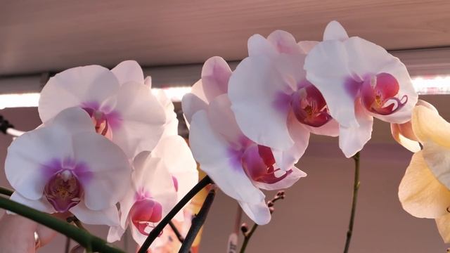 Орхидеи Леко Фантастик, Лас Вегас, Мукала, Лиодора, Моушен... Как РАСТУТ, Что ОСОБЕННОГО заметила. смотреть онлайн