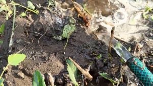 КАК ИЗБАВИТЬСЯ ОТ МЕДВЕДКИ РАЗ И НАВСЕГДА БЕЗ ПРИМЕНЕНИЯ ХИМИИ