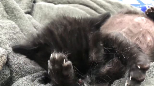 Мурчание котят и кошек, релакс звук для расслабления