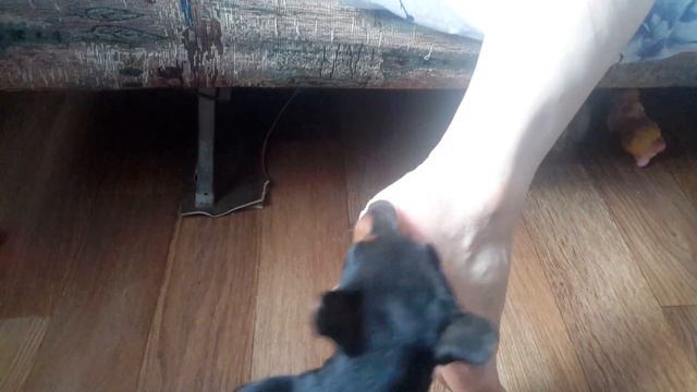 Цвергпинчер ЮЛЛА смотреть онлайн