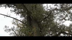 Спил огромных деревьев - Тополи большие, аварийные