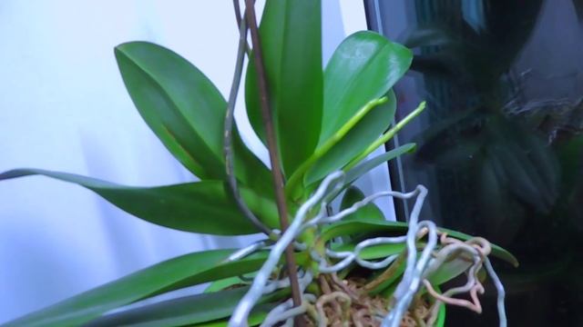 КАК РАЗБУДИТЬ ОРХИДЕЮ В ПЕРИОД ПОКОЯ !!! смотреть онлайн