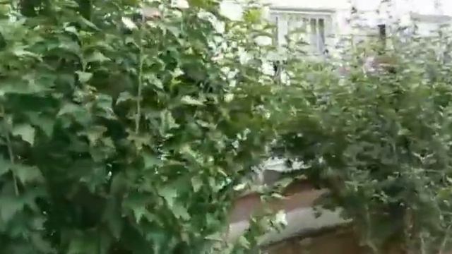 Прогулка по Ялте. 1 часть. 25.07.2021. смотреть онлайн