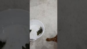 Мои сомики    Панак Королевский L 191