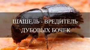 Шашель - вредитель дубовой бочки