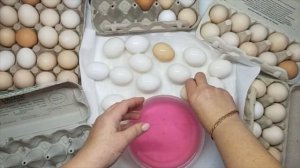 Инкубация куриных яиц. Правильная закладка яиц в инкубатор. Как отобрать и проверить яйца.