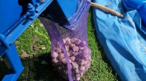 Сортируем чеснок на М614 польская сортировка.