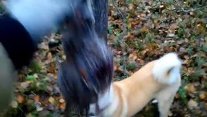 Рябчик, отличие самца от самочки!.mp4