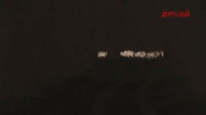 Своя охота. На кабана с подхода