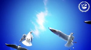 Jan Blomqvist - Be Svendsen - Acid Pauli - Worakls - Oceanvs Orientalis 《 CASTAWAY 》 Organic House