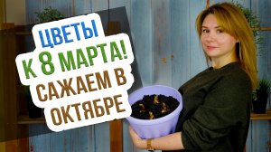 Выгонка тюльпанов, нарциссов и гиацинтов в домашних условиях. Сажаем цветы к 8 марта