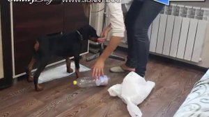 Как и с чего начинать обучение щенка? Первая дрессировка щенка добермана в домашних условиях