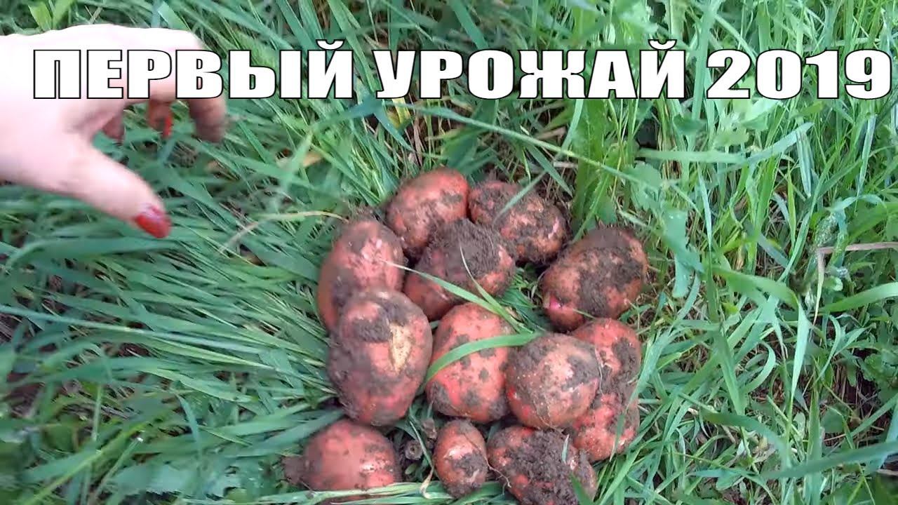 РАНО КОПНУЛИ КАРТОШКУ, НО ТАМ... // ПОЖИНАЕМ ПЕРВЫЕ ПЛОДЫ и  УРОЖАЙНЫЙ ОГОРОД