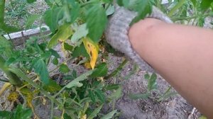 Томаты заболели. Что делать?