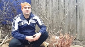 Хранение черенков винограда в земле