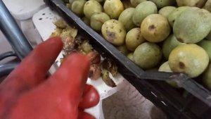 Когда собирать и чистить от шкурки орехи грецкие