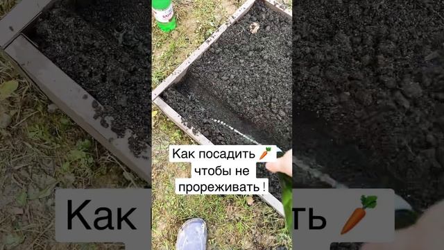 Как посадить морковь,чтобы не прореживать! Добавь два пакетика чая! #огород #сад #морковка #посадка