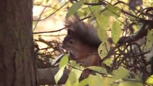 Сказка о царе Салтане