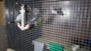 ПОЧЕМУ ПОПУГАИ РАСКЛЕВЫВАЮТ ЯЙЦА? - РАЗВЕДЕНИЕ ВОЛНИСТЫХ ПОПУГАЕВ