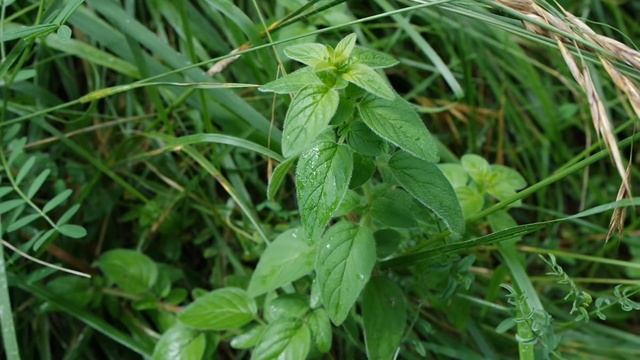Les Petites Herbes - Origan - Origanum vulgare смотреть онлайн