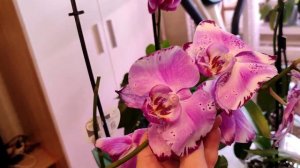 Обзор орхидей фаленопсис Brother You и Pretoria #фиолетовыеорхидеи#фаленопсис#голландскиеорхидеи