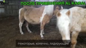 Отзыв из Республики Татарстан о применении кормовой добавки AL KARAL