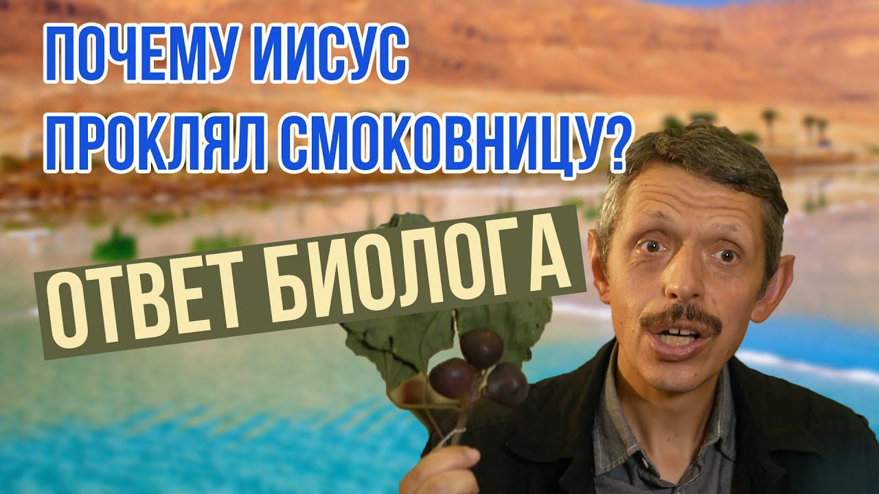 Почему Иисус проклял смоковницу? - ответ биолога