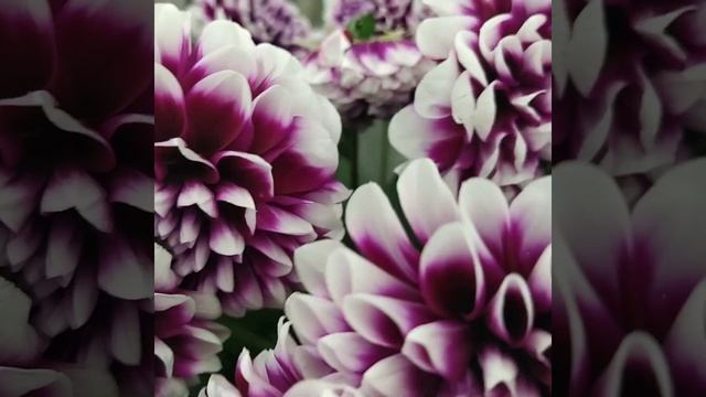 Георгин красивый смотреть онлайн