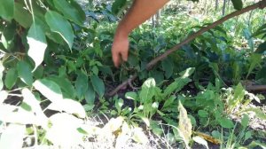 Актинидия аргута сорт Киевская крупноплодная