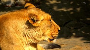 Азиатский лев Московский зоопарк The Asiatic lion Moscow zoo एक शेर ライオン 一隻獅子 أسد 사자  ziminvideo