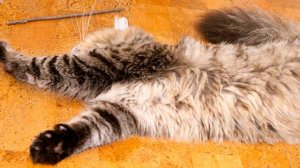 Почему кошка лежит на пороге  Why is the cat lying on the doorstep