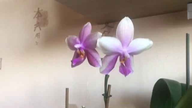 Отличный способ разбудить спящую почку на цветоносе!/Орхидеи цветут!Апрель!