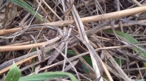 Пять видов богомолов в одном месте?!|В поисках богомолов|Много новых животных на канале!