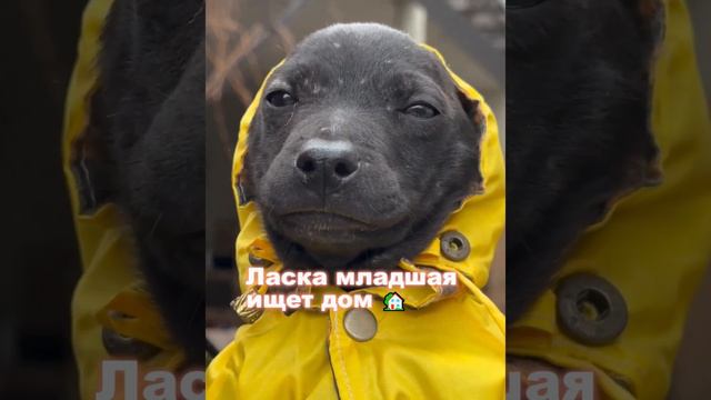 Пенка потопала на пиар 💖 (ищет дом 🙏) #пенка  #возьмисобакуизприюта #помощьбездомнымживотным  #семь