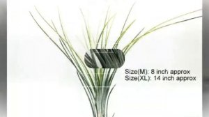 Air plants / Tillandsia For Sale In India