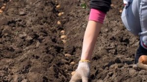 Посадка картофеля по лунному календарю. Когда сажать картофель? Не пропустите подходящий момент!