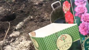 Посадка роз в теплицу ??