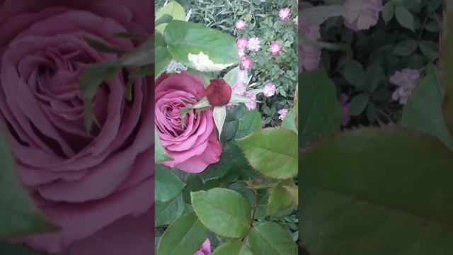 Роза шарль де Голь. смотреть онлайн