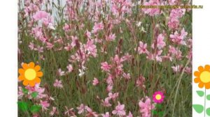 Гаура линдхеймера Сискию Пинк. Краткий обзор, описание характеристик gaura lindheimeri Siskiyou Pin