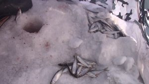 Зимняя рыбалка на Кондоме - ловля уклейки на мормышку