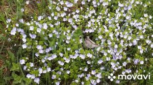 Вероника нитевидная (ползучая), продолжение.