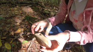 Гриб Цезарь / Грибы Краснодарского края / Тихая охота в Туапсинском районе