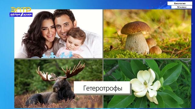 10-класс | Биология | Обмен веществ и энергии в клетке. Функции обмена веществ смотреть онлайн