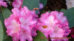 Рододендрон якушиманский Блюретта (rhododendron) ? обзор: как сажать, саженцы рододендроны Блюретта