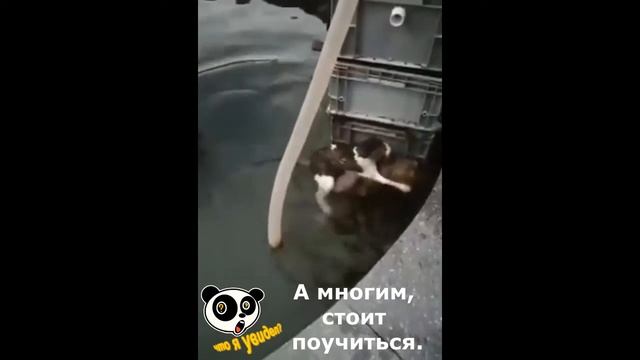 Собака спасла кота смотреть онлайн